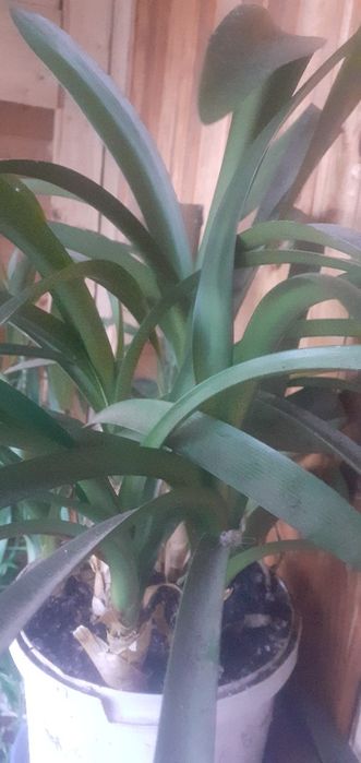 Гіпеаструм, Амариліс, Калла,  Алоє, Калатея, Юка кімнатна.