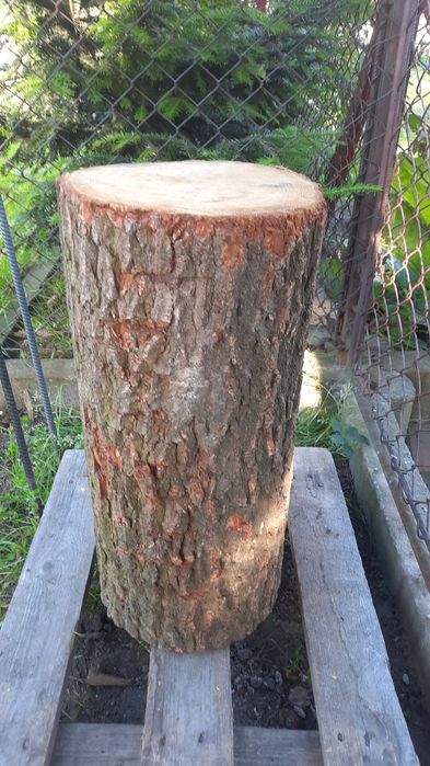 Pień pieniek dąb     .