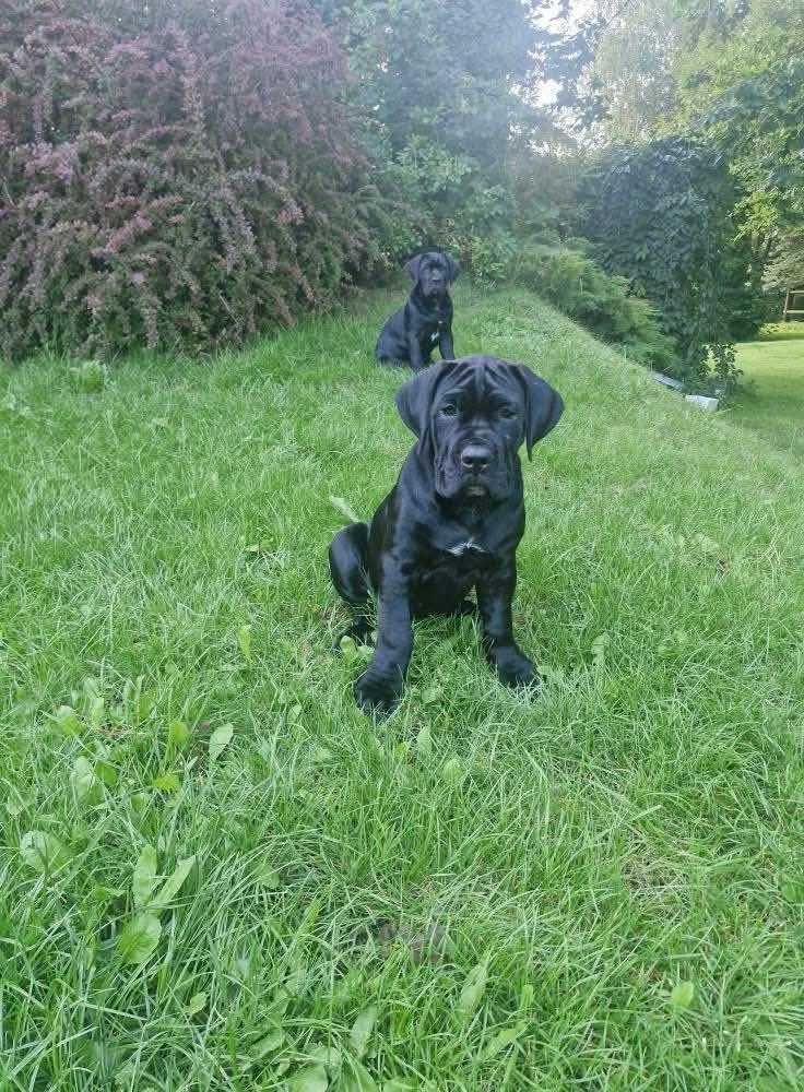Suczka Cane Corso z elitarnego skojarzenia multichampionów