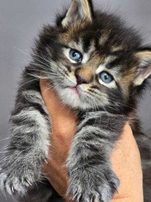 Małe kocięta Maine coon