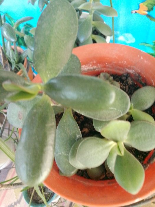 Продам молодые растения  и отростки красулы.