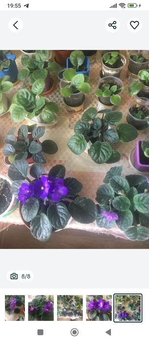 Хто має фіалочки,листочки якими можете поділитися пишіть