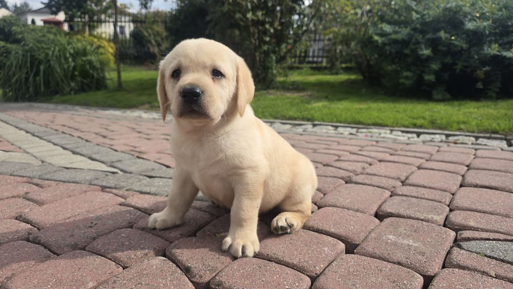 Labrador Retriever! Biszkoptowy pies! Grubej kości!