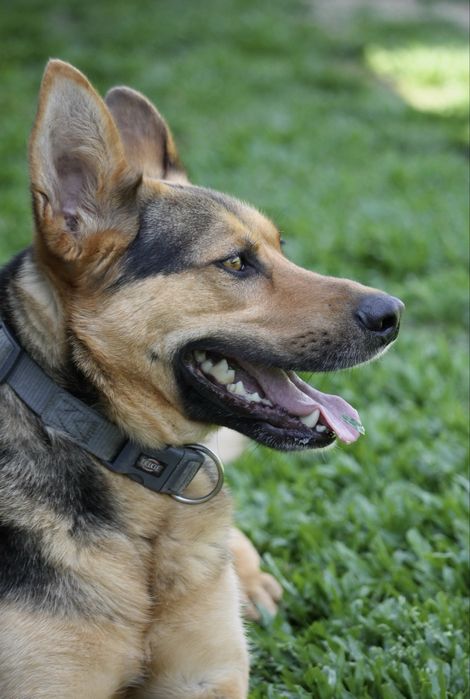 Cãozinho jovem para adoção responsável