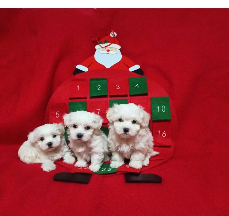 Suczka maltańczyk maltańczyk