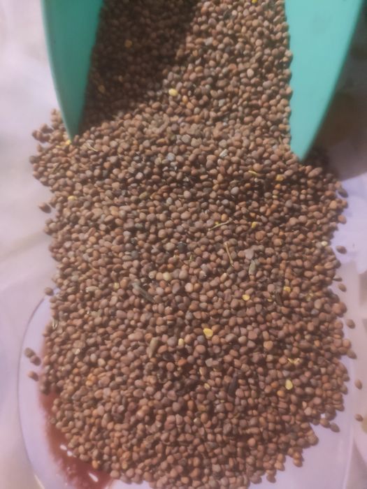 Редька олійна,редька