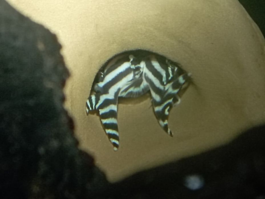 Para Hypancistrus zebra L46 zbrojniki glonojad