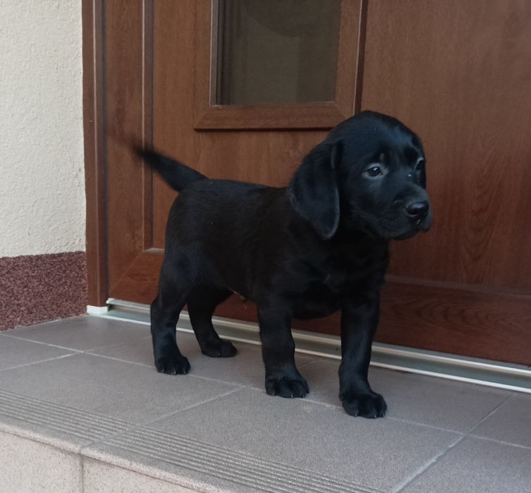 Szczeniak labrador czarny