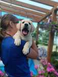 Labrador Retriever szczenie Wspaniałej Budowy Po ojcu pochodzenia FCI