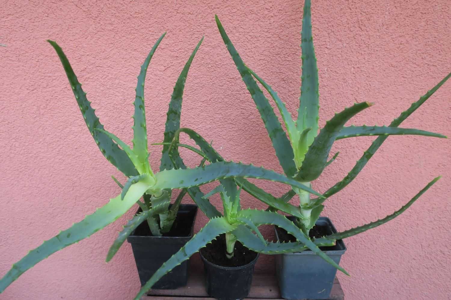 Aloes Drzewiasty leczniczy Aloe Arborescens