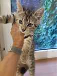 Szymek kotek kociak do adopcji