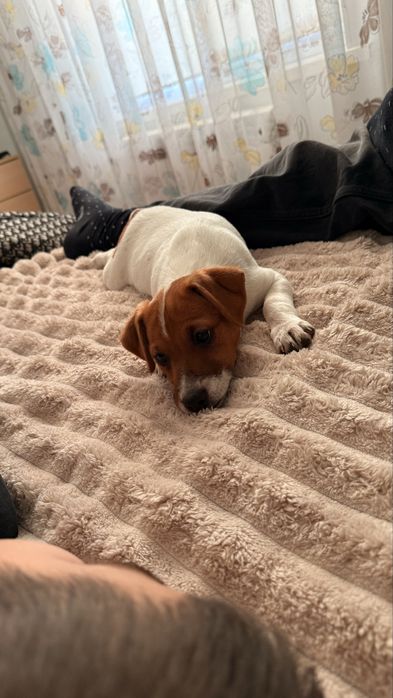 Продам джек рассел терьер девочка