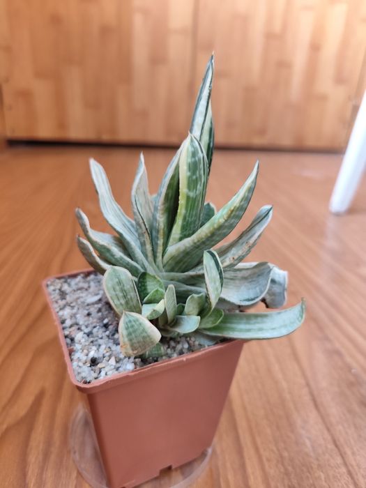 Gasteria Sakura fuji, Гастерия, суккулент