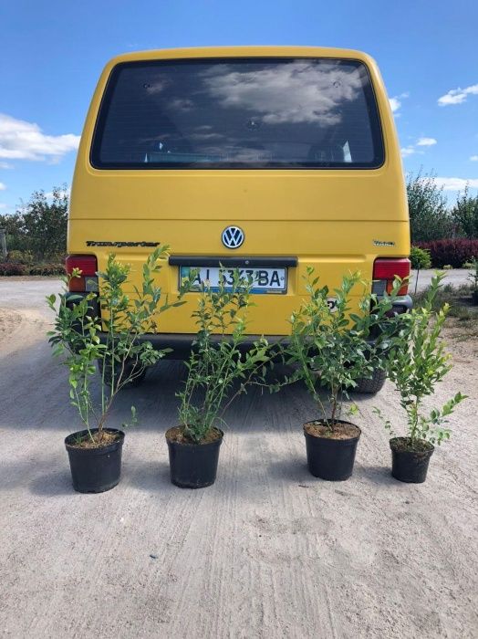 Большие кусты голубики с ягодами. Разные сорта. Киев