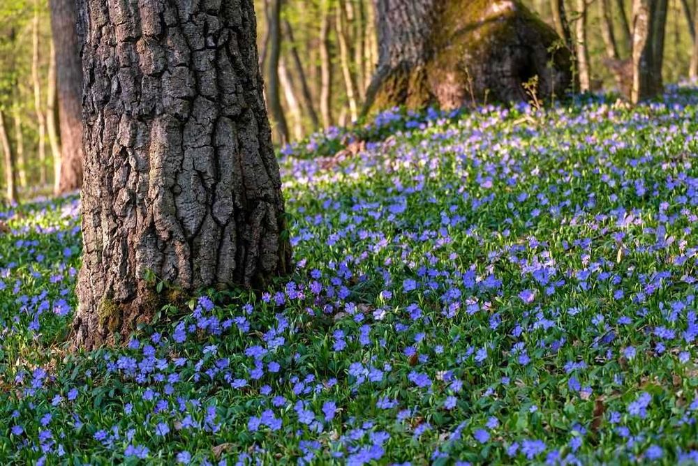 Barwinek pospolity 100 SZTUK po1 zł zadarniający pod drzewa