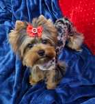 Przepiękny radosny energiczny piesek Blue Merle Yorkshire Terrier