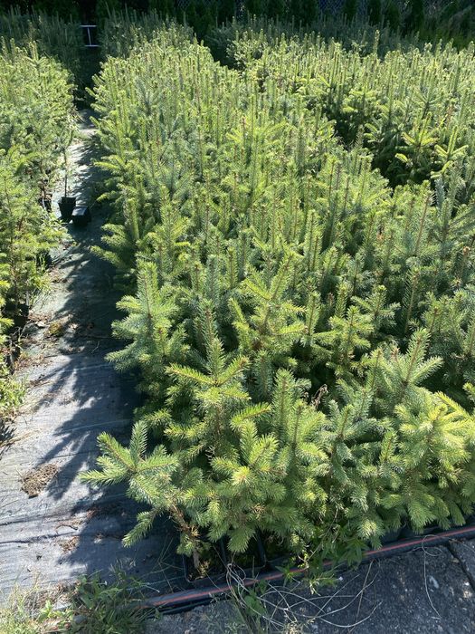 Swierk srebrny klujacy w doniczce p9 40-60 cm