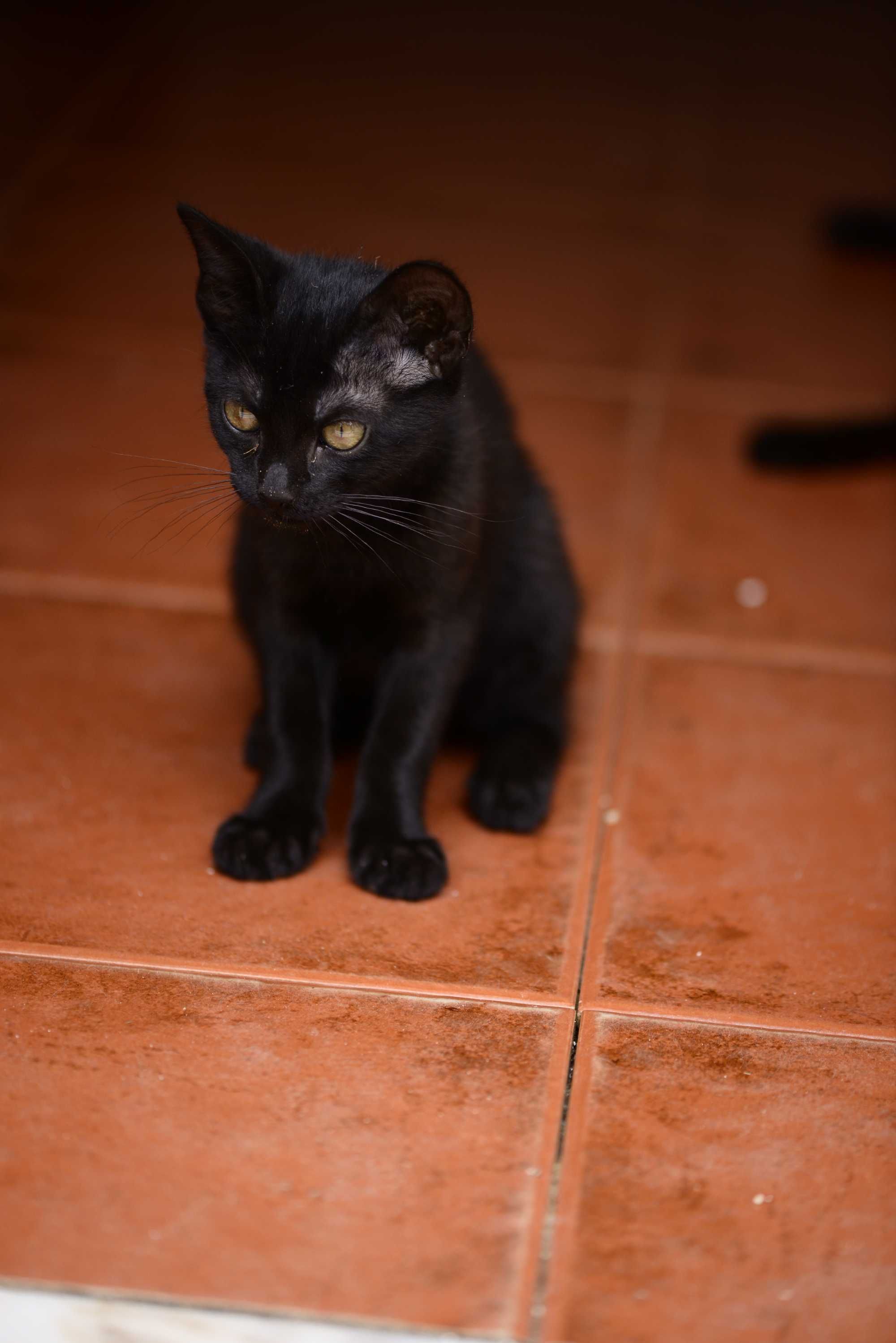 Gatinho (Pequeno 2,3 meses)