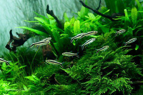 Мох спайки. Акваріумні рослини