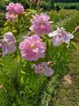 Пелюстки троянди, ружа, Bulgarian rose, Rosa Damascena