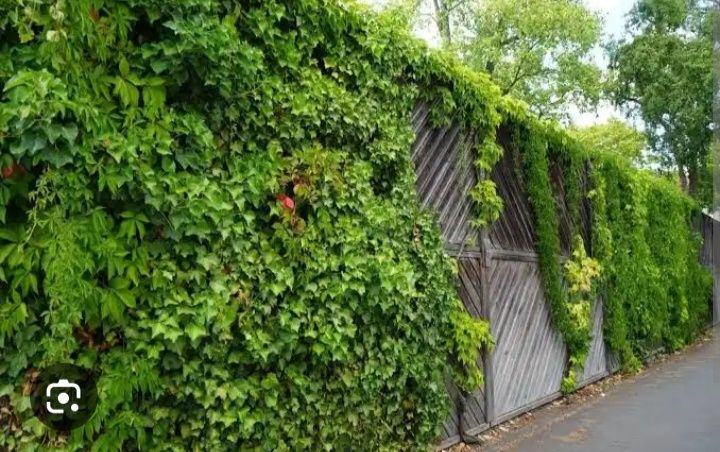 Продам вечно зелёного плющья.