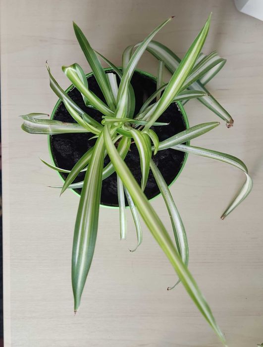 Хлорофітум вазон з горщиком 0,8л