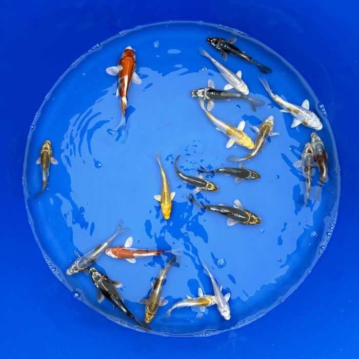 Rybki do oczka Japonskie Karpie koi import