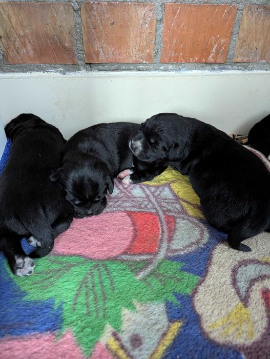 Цуценята руського спаніеля