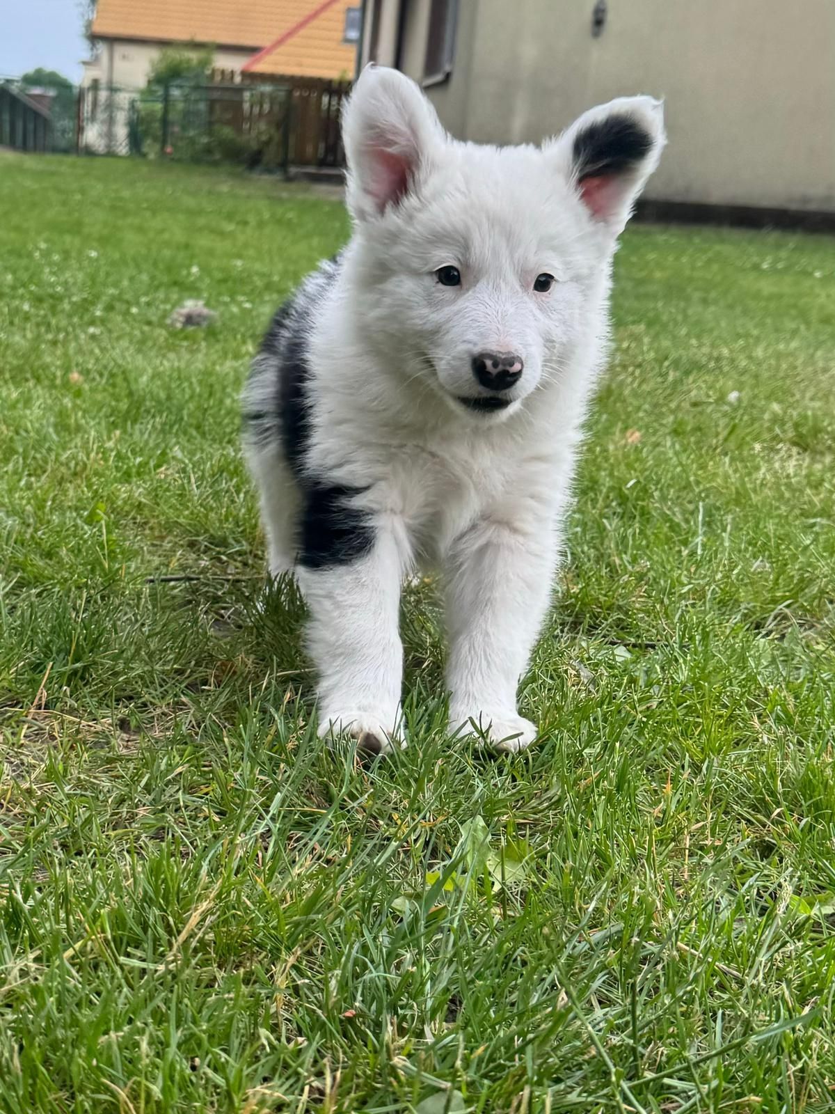 Border collie wyjątkowy
