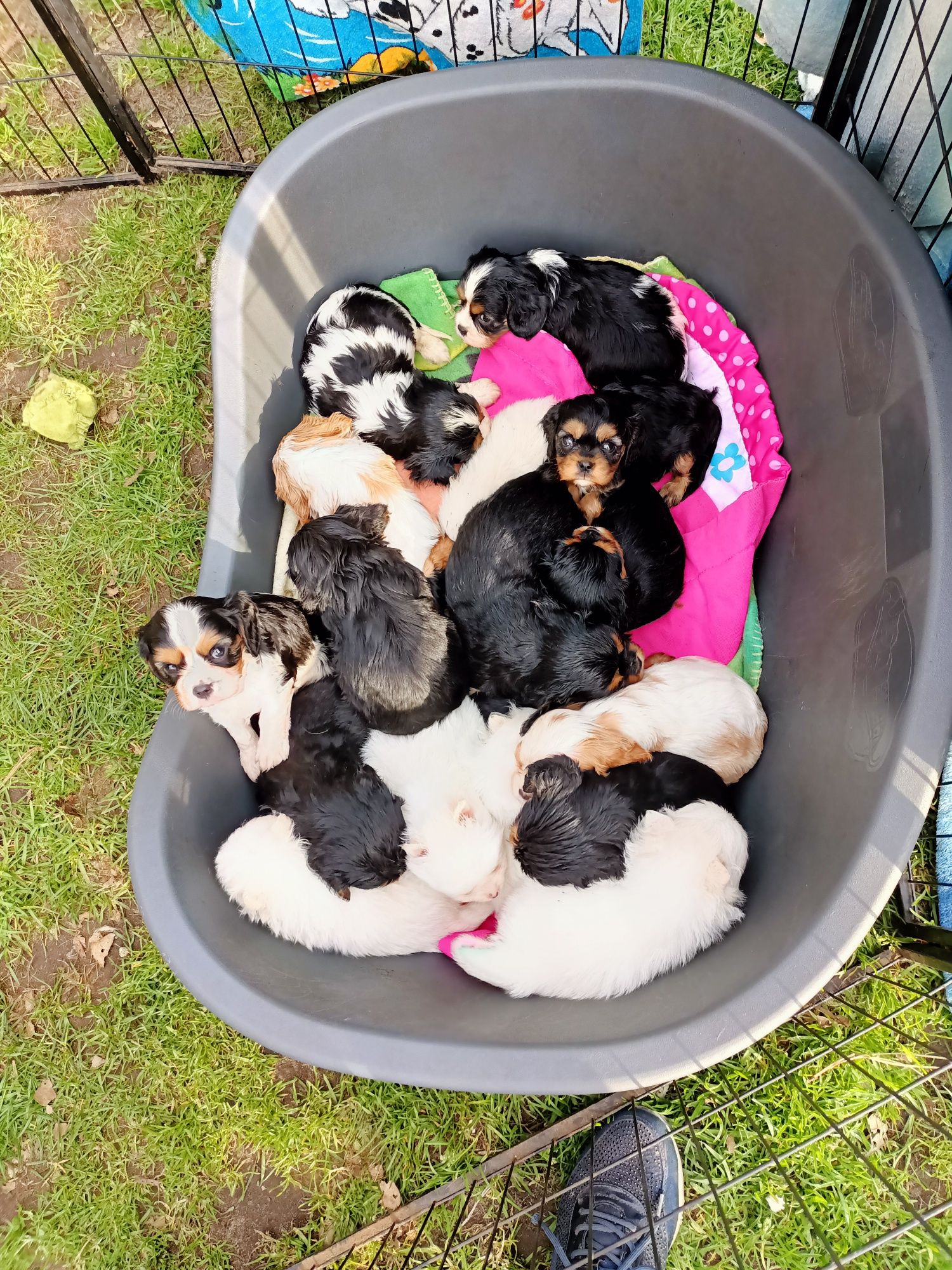 Pies Cavalier King Charles spaniel dostępny !