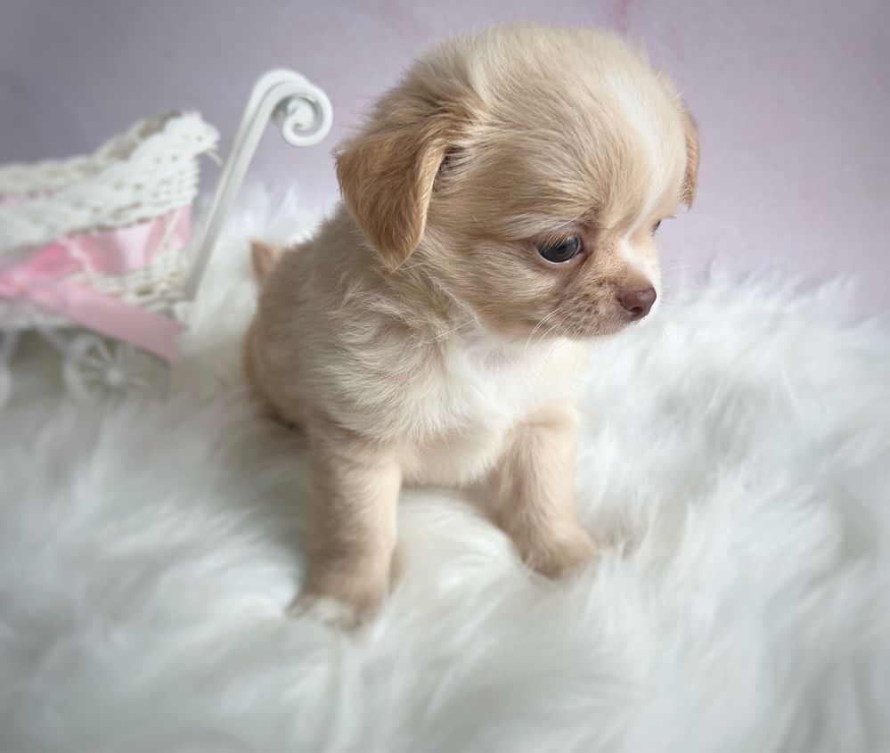***ZAREZERWOWANY Długowłosy cudny maluszek chihuahua***