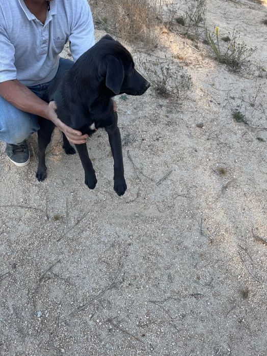 Cães para Oferta