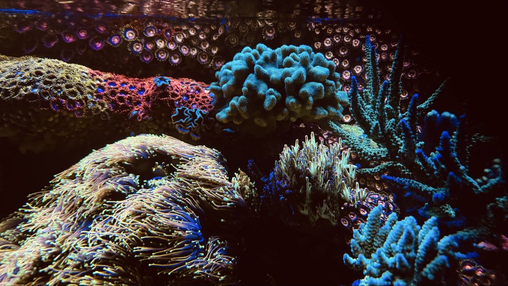 Euphyllia glabrescens koralowiec