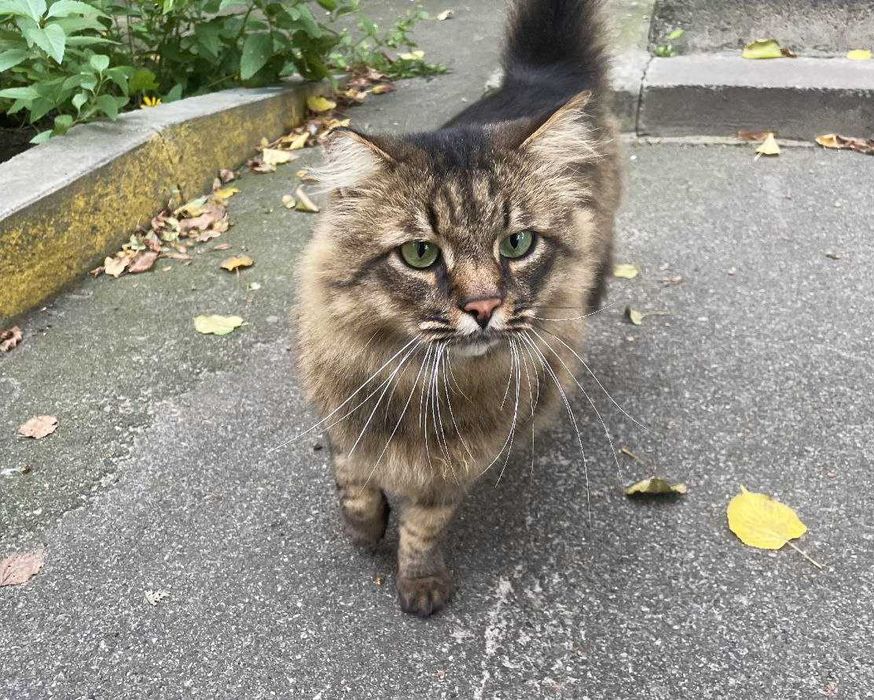 Марсель, 3р - казковий пухнастик з зеленими очима / кіт кішка кот