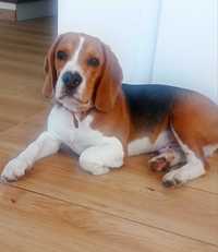 Piesek Beagle 6 miesięcy