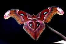 Larwy Attacus lorquini - Pięknie wybarwione gigantyczne motyle nocne