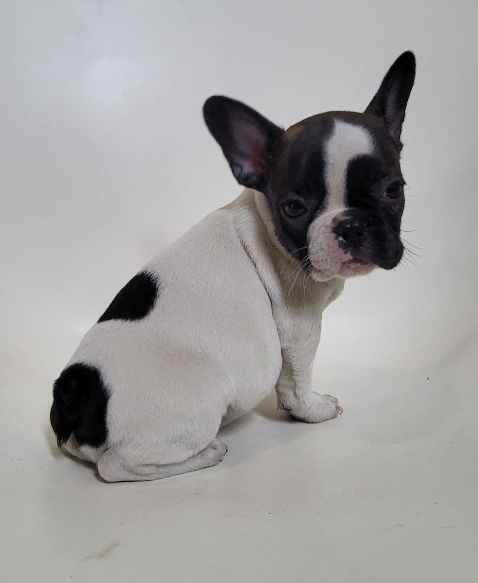 Bulldog femea 2 meses