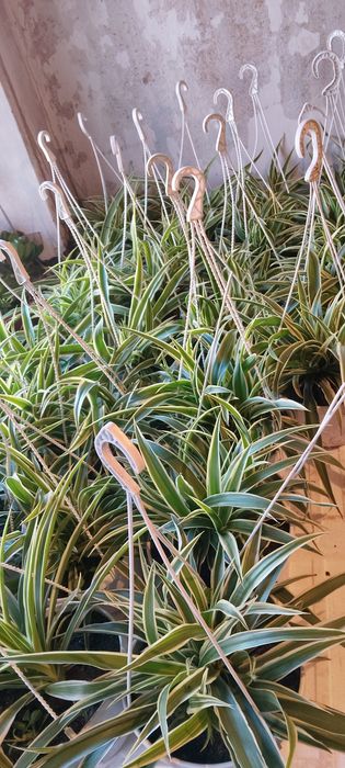 Хлорофитум в кашпо 4 литра