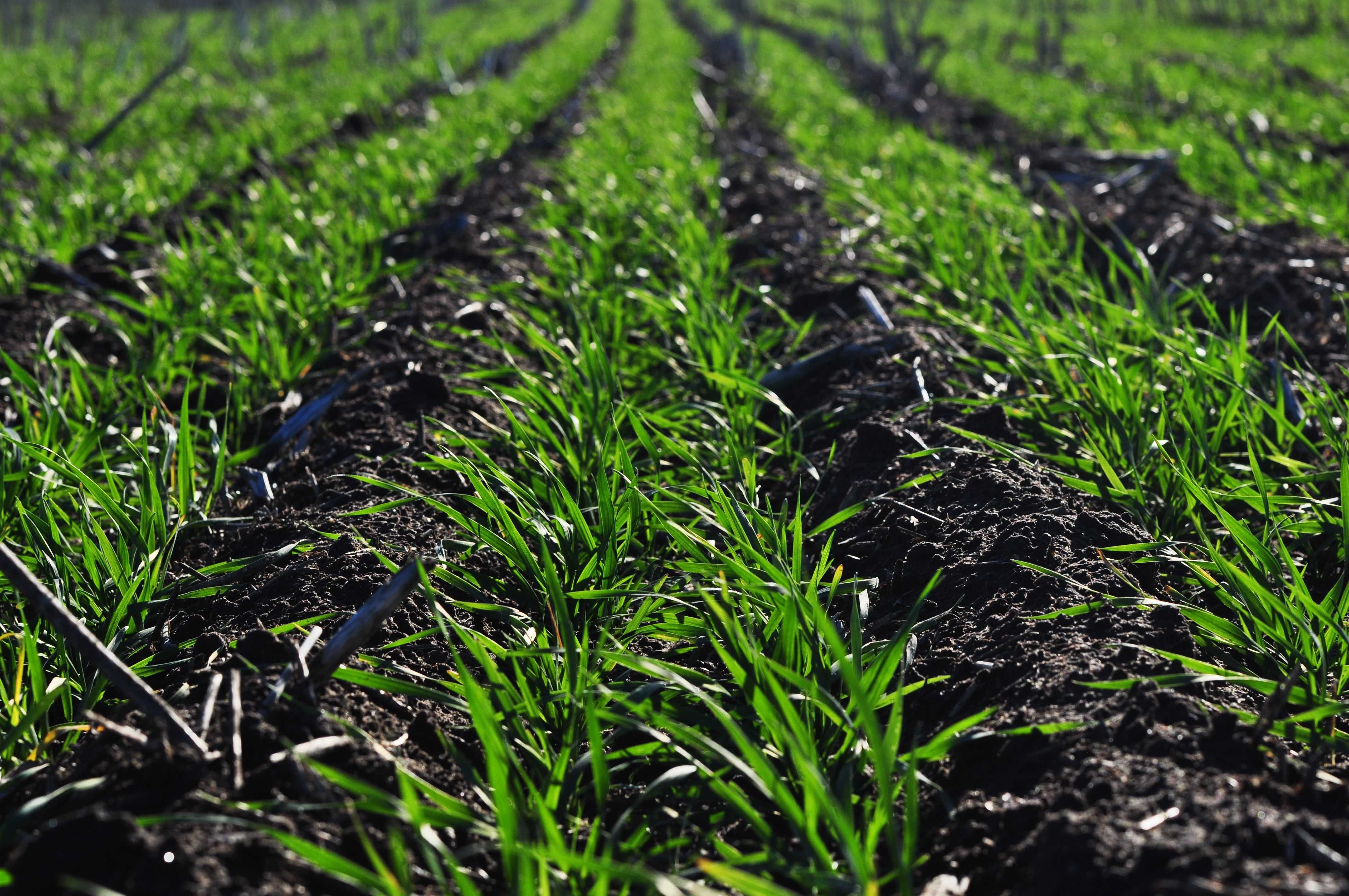 Siew bez orki MZURI -  GPS - rzepak, zboża  - Strip-till -EKOSCHEMAT