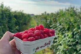 Maliny deserowe letnie jesienne powtarzające  /wysyłka /