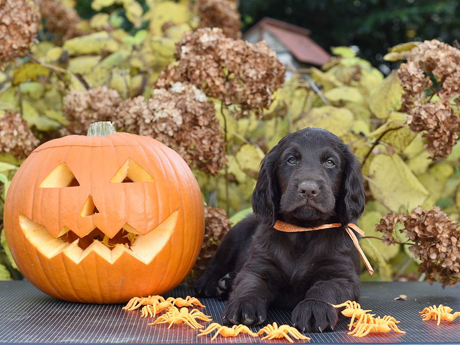 Flat Coated Retriever - wątrobiany chłopak, już do odbioru  ZKwP/FCI