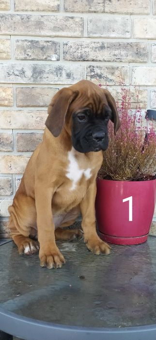 Bokser, szczeniak, chłopak FALKO