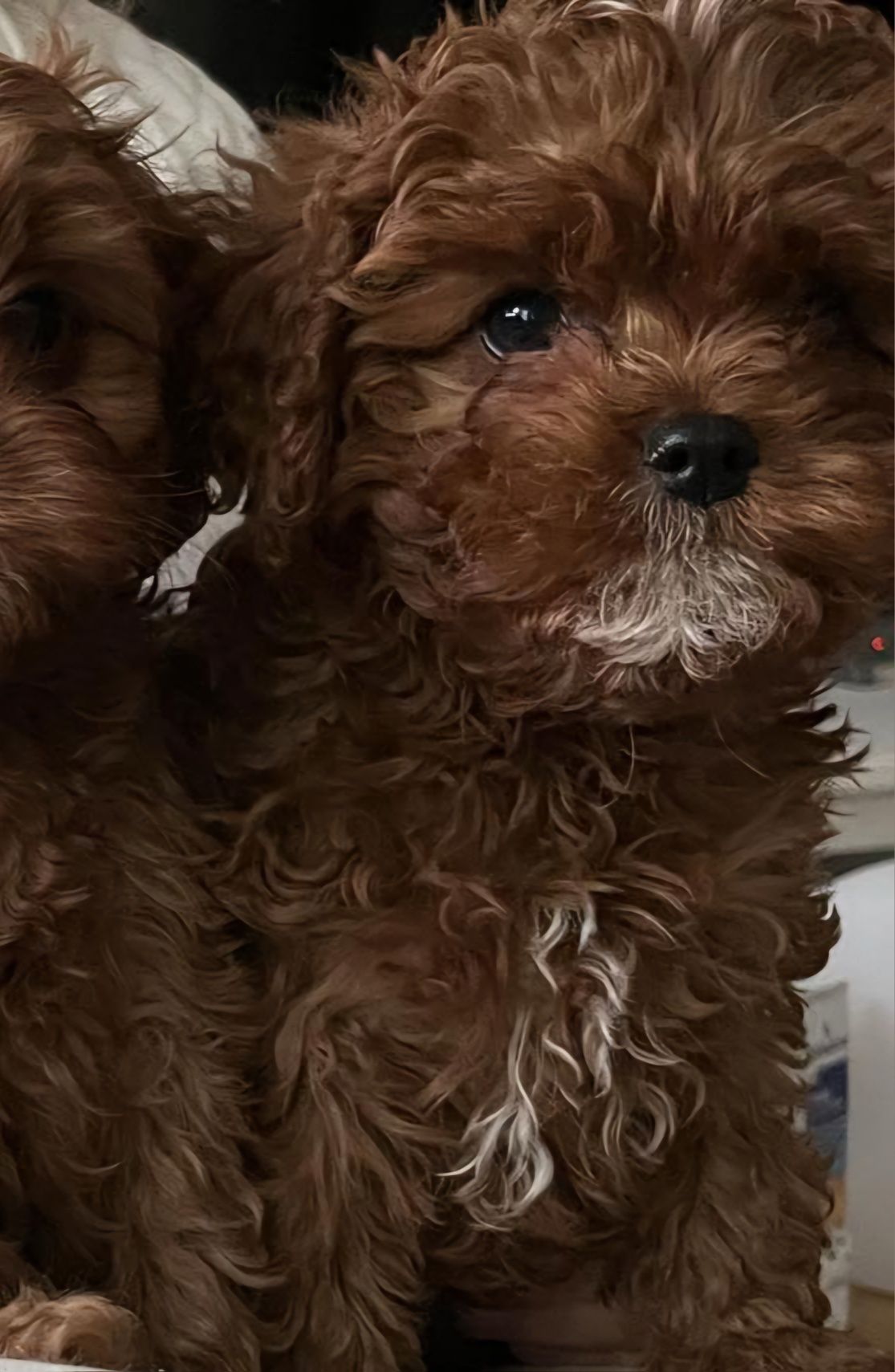 Uroczy Piesek Cavapoo