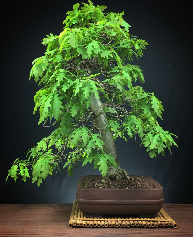 Bonsai Carvalho/ Quercus Robur L.