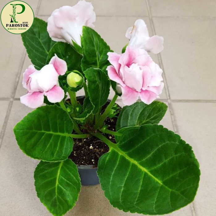 Глоксинія. Синнінгія (Sinningia).