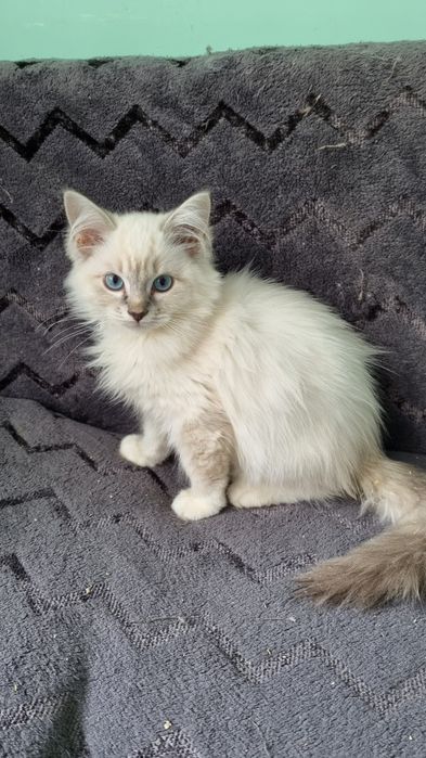 koteczka Ragdoll blue mitted lynx