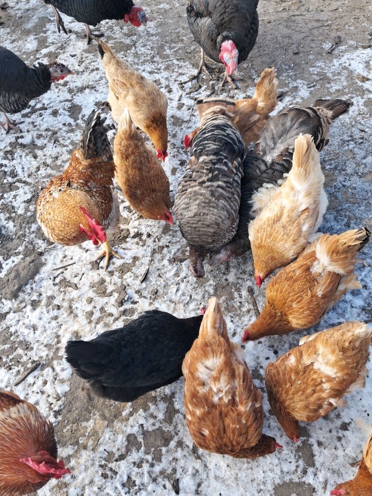 Продам інкубаційні яйця домашніх курей