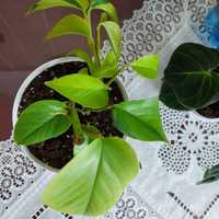 Sprzedam Pfilodendron  Melanochrysum,Epipremnum-neon,Syngonium mango