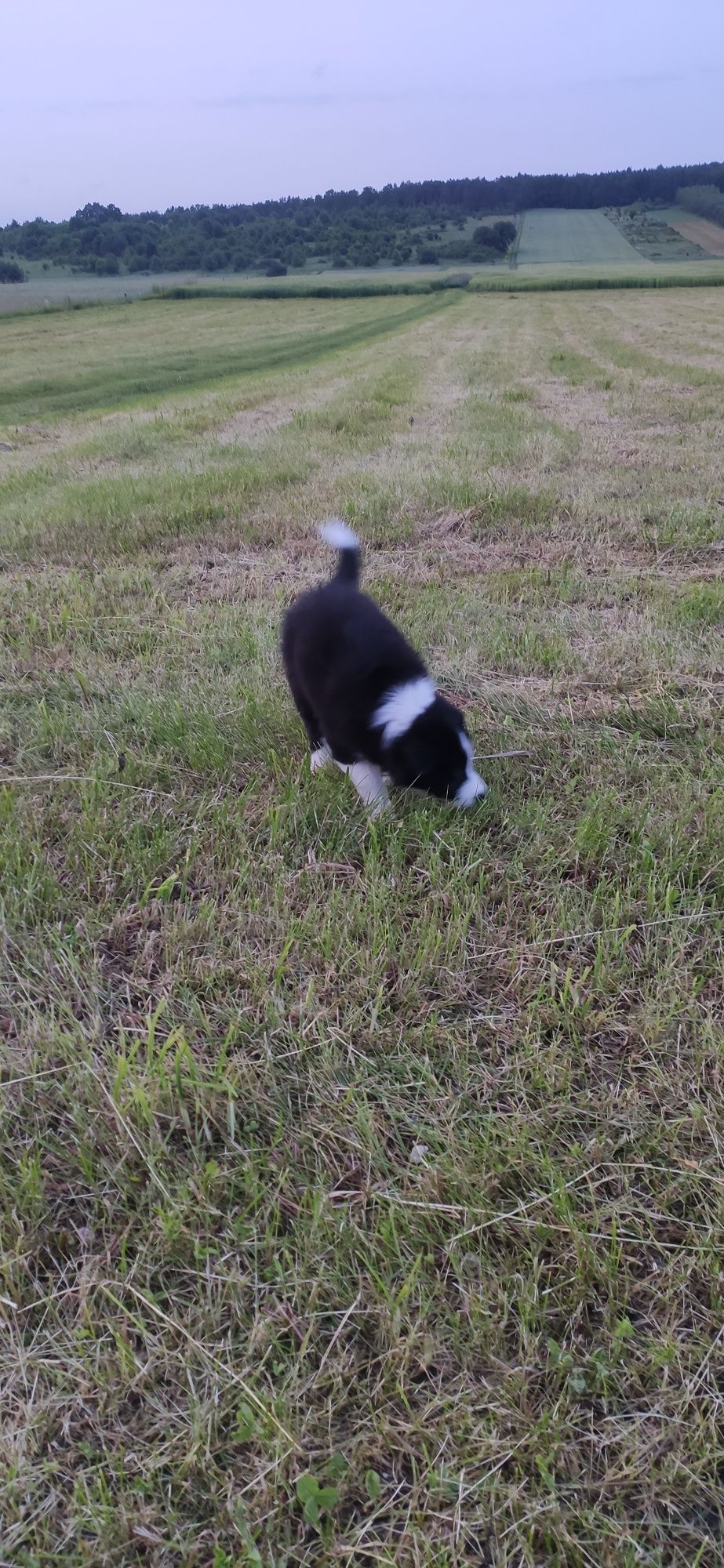 Border collie szczeniak