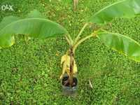 Bananeiras das canarias, madeira, Dwarf carendish,